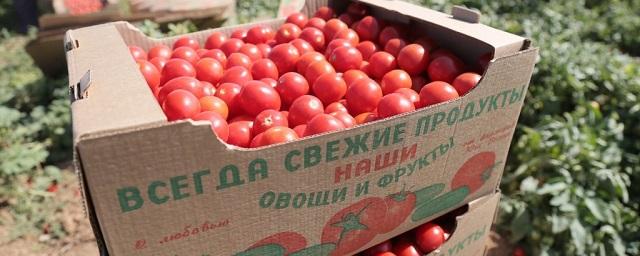 73% всех томатов России выращивается в Астраханской области