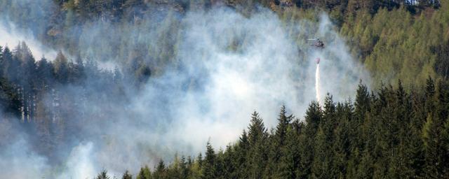 Сочинские правоохранители задержали пять подозреваемых в поджогах лесов