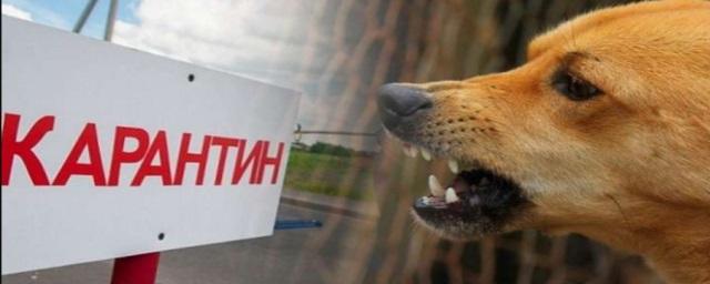 Жителей двух районов Екатеринбурга обязали привить всех домашних животных от бешенства