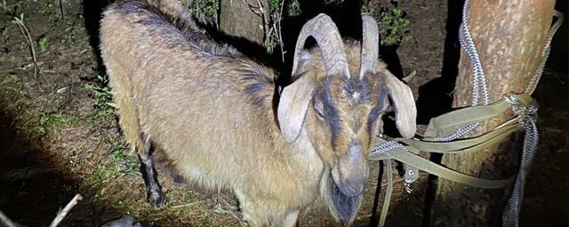 На кладбище под Тверью местные жители поймали сатанистов с козой