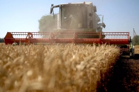Купинский район Новосибирской области завершил уборочные работы с рекордным показателем
