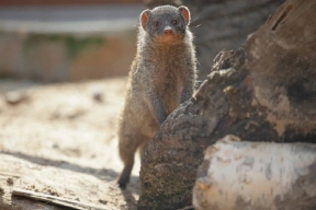 Mongooses from the Leningrad Zoo have started to go for a walk outside