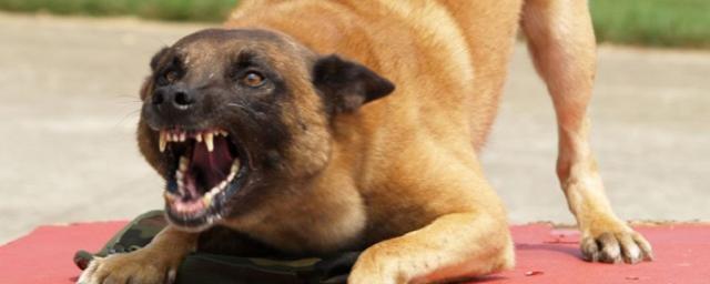 Волгоградский депутат Госдумы предложил штрафовать владельцев собак на 200 тысяч рублей за безответственность