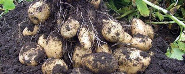 Юрист перечислил случаи для назначения штрафов за выращивание картофеля