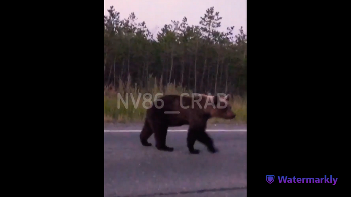 В ХМАО на трассе водители увидели медведя