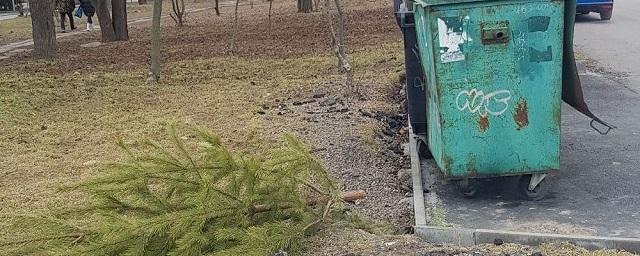 Жителей Ростовской области предупредили о штрафах за неправильно выброшенные новогодние ели