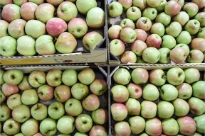 В Рязанской области получили рекордный за 5 лет урожай яблок