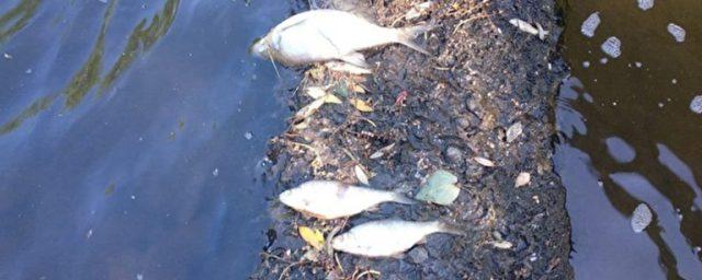 Минэкологии Челябинской области устанавливает причины массового замора рыбы на реке Ай
