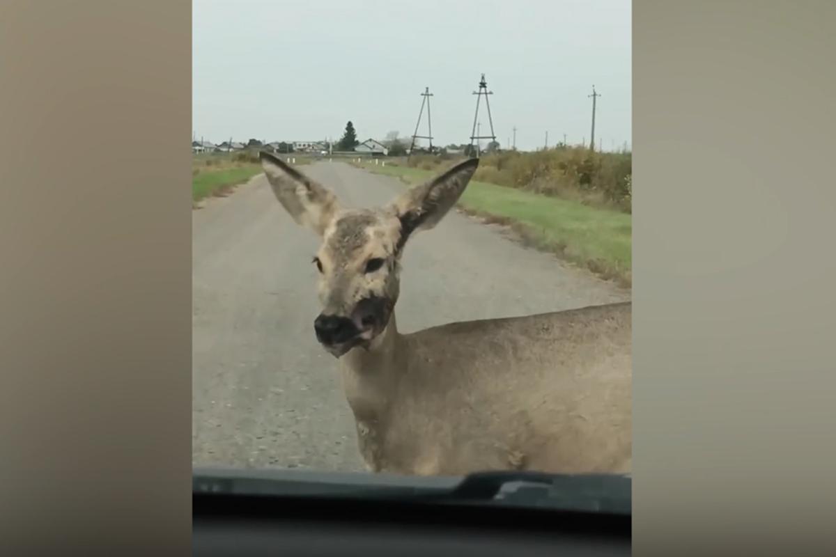 Массовая гибель «зомби-косуль» под Курганом: в телах животных нашли два яда