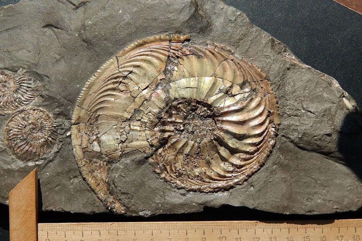 На берегу Унжи в Костромской области нашли окаменелость редкого моллюска юрского периода