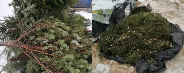 Экоактивисты Пскова передали около 60 кг дробленой ели подворью «Птичий дворик»