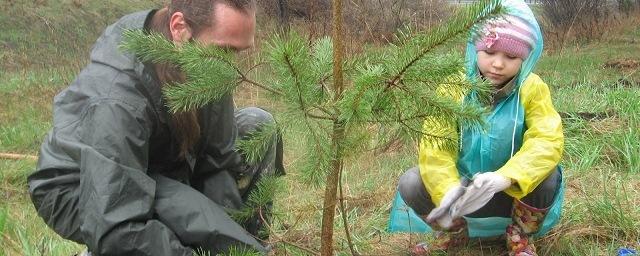 Более 2,5 тысячи сосен высадили в Кайской роще Иркутска