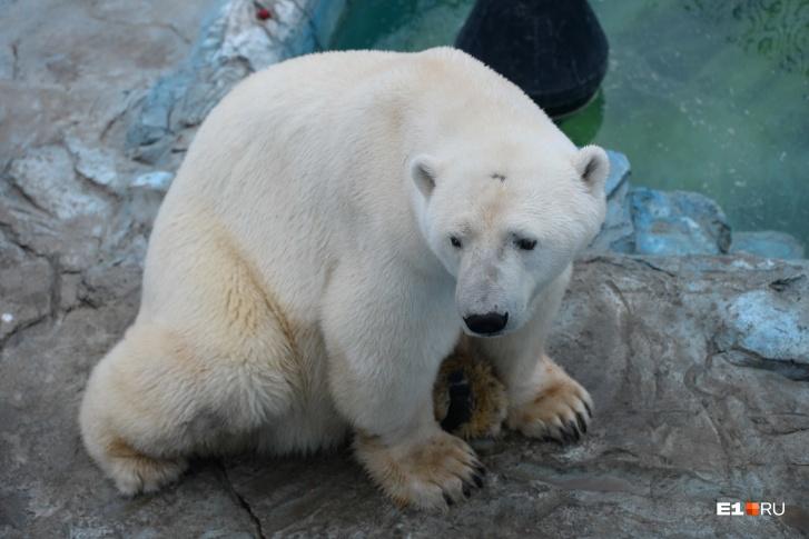 Прокуратура назвала причину смерти белого медведя в зоопарке Екатеринбурга