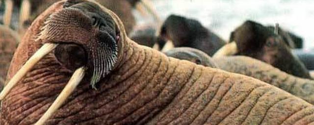 Московский зоопарк купит дружелюбного моржа за 20 млн рублей