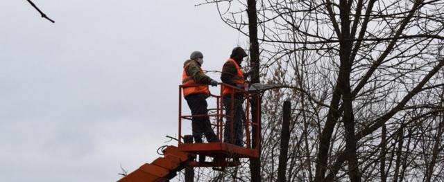 В Иванове обрезку деревьев проводят под контролем дендрологов