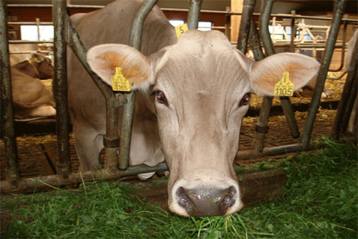 Российское продовольственное эмбарго привело к упадку производства молока и мяса в Финляндии