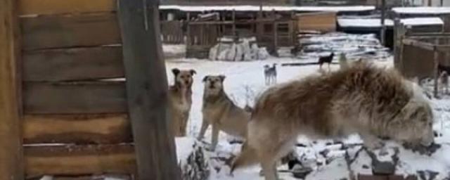 В Улан-Удэ ищут место для собачьего приюта «Надежда»