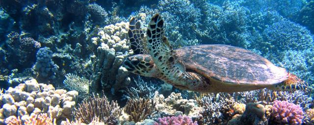 В кишечнике всех видов морских черепах обнаружен пластик