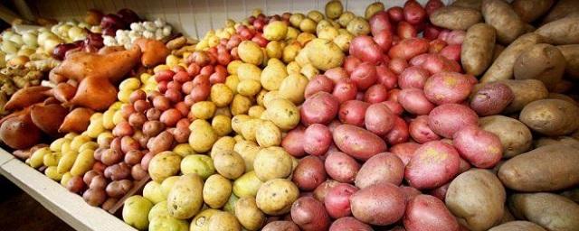 До 100 рублей за кг может подорожать картофель в Волгоградской области