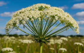 Больше не сорняк-убийца: борщевик перестал быть поводом для изъятия участков