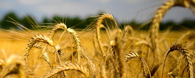В России резко ухудшили прогноз по сбору урожая пшеницы