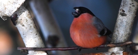 Drunken bullfinches spotted on the streets of Moscow
