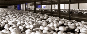 В Подмосковье к концу года будет удвоено производство грибов
