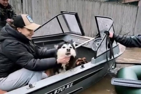 Волонтер Дарья Буркатская: Спасенных в Оренбурге собак раздали людям на передержку