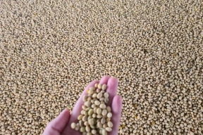 Рекордный урожай сои в Тамбовской области: валовой сбор вырос на 35%