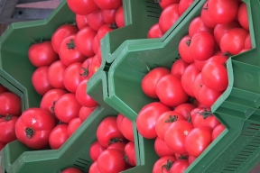 Партия зараженных помидоров из Китая не прошла контроль на границе с ЕАО