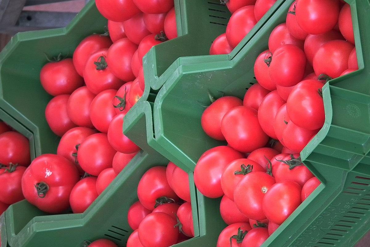 Партия зараженных помидоров из Китая не прошла контроль на границе с ЕАО