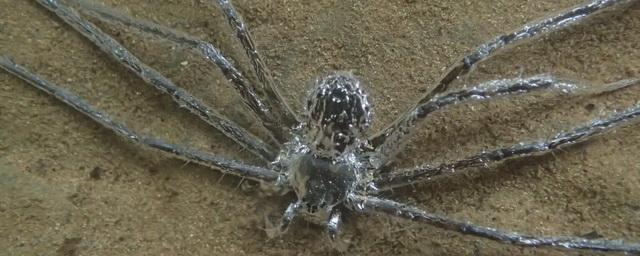 Спасаясь от учёных, паук ушёл под воду на пол часа