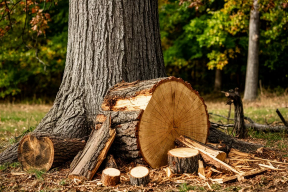 В Пскове подвели итоги масштабного благоустройства