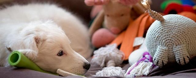 Учёные выяснили, как собаки воспринимают свои игрушки