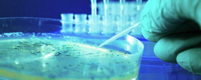 На МКС проведут опыты с устойчивой ко всем антибиотикам супербактерией