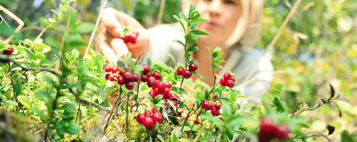 Новосибирцев могут оштрафовать за сбор ягоды и кедровых шишек