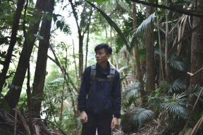 Ученые фиксируют критическое сокращение нового вида тропического дерева