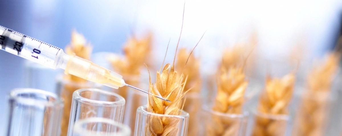 В центре селекции Новосибирска в 2023 году получили пять урожаев пшеницы, от посадки до обмолота зерен проходит 60 дней