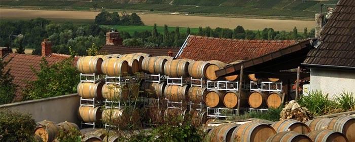 The Champagne region may become unsuitable for wine production due to climate change in Europe