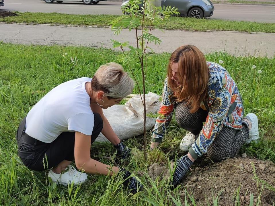 В Иркутске на улице Академической высадили 37 деревьев