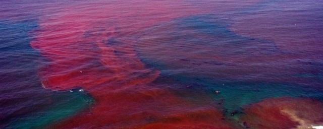Ученые связали появление токсичных «красных приливов» со стабильностью среды