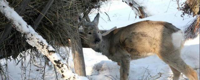 Из-за снегопадов косулям в новосибирских лесах грозит вымирание