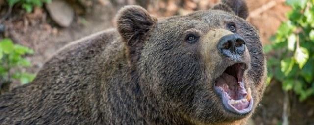 На Сахалине зафиксировано еще одно нападение медведя на человека