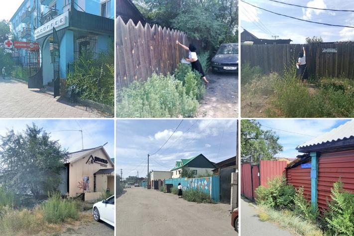 Власти Кызыла просят горожан очистить территорию от сорной травы