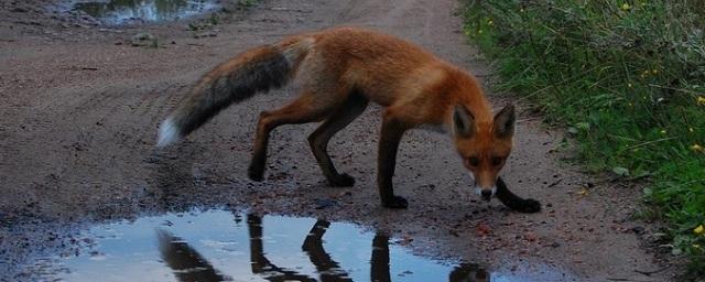 На Дону выявлен очередной случай бешенства животных