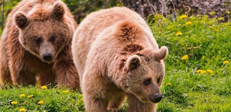Ученые из РФ и Японии будут подсчитывать медведей по образцам их шерсти