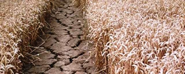 В Башкирии 15 районов смогут получить компенсацию ущерба из-за засухи