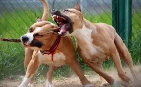 В Британии осудили супружескую пару за организацию жестоких собачьих боев в своем поместье