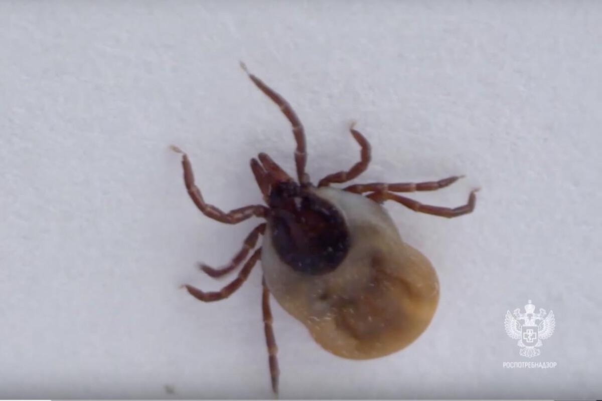 В Марий Эл резко возросло число обращений из-за укусов клещей