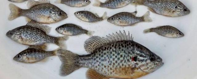В Ростове специалисты обнаружили в реке новый вид рыбы